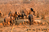 African bush elephant (Loxodonta africana) herd of elephants at a waterhole, Hwange, NP, Zimbabwe