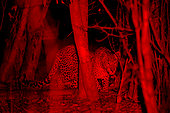 African leopard (Panthera pardus pardus), very shy leopard in the red spot (he doesn't distinguish too much red) in order not to scare him, Stanley & Livingstone Reserve, Zimbabwe