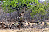 Giraffe (Giraffa camelopardalis) in the savanna, Hwange, NP, Zimbabwe