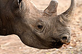 Black Rhino (Diceros bicornis) portrait, Stanley & Livingstone Game Reserve, Zimbabwe