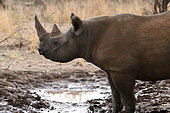 Black Rhino (Diceros bicornis) female at waterhole, Stanley & Livingstone Game Reserve, Zimbabwe