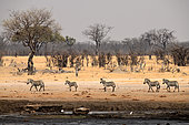 Burchell's zebra (Equus quagga burchellii), Bomani area, Hwange bush camp, Zimbabwe