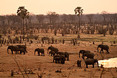 African bush elephant (Loxodonta africana), herd of elephants departing from an artificial watering hole, Hwange, NP, Zimbabwe