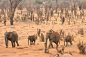 African bush elephant (Loxodonta africana), family of elephants drinking at a waterhole at the end of the day, Hwange, NP, Zimbabwe