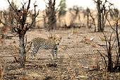 African Leopard (Panthera pardus pardus) 2 year old leopard in the bush, Hwange NP, Zimbabwe