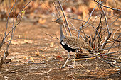 Kori bustard (Ardeotis kori) female in bush, Hwange, NP, Zimbabwe