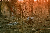 African Leopard (Panthera pardus pardus) 2 year old leopard in the bush at sunset, Hwange NP, Zimbabwe