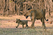 Lion (Panthera leo), female and cub walking in bush, Hwange, NP, Zimbabwe
