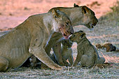 Lion (Panthera leo), females and cubs, Hwange, NP, Zimbabwe