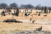 Lion (Panthera leo) 'Dance' of a lioness in front of an elephant carcass, Hwange, NP, Zimbabwe