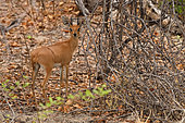 Steenbok (Raphicerus campestris), Steenbock male in the bush at Hwange bush camp, Zimbabwe