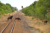 Black Hippotragus (Hippotragus niger) group crossing the Elephant Express railway line, Zimbabwe