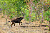 Black Hippotrague (Hippotragus niger) in savanna, Hwange, NP, Zimbabwe