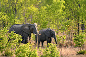 African bush elephant (Loxodonta africana) elephants in forest, Hwange, NP, Zimbabwe
