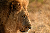 Lion (Panthera leo), portrait of male, Hwange NP, Zimbabwe