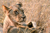 Lion (Panthera leo), young male lying in savanna, Hwange NP, Zimbabwe