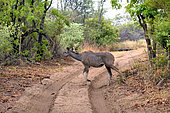 Female greater kudu (Tragelaphus strepsiceros) crossing a track in the Bomani concession, Hwange, NP, Zimbabwe