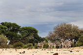 Plains Zebra (Equus quagga) in the savannah of Hwange Bush camp, Zimbabwe