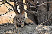 Black-backed jackal (Canis mesomelas) at rest, Hwange NP, Zimbabwe