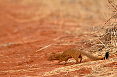 Slender mongoose (Galerella sanguinea), mongoose crossing a red sand track, Hwange NP, Zimbabwe