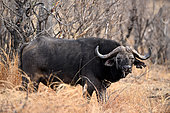 African Buffalo (Syncerus caffer) in the savanna, Hwange NP, Zimbabwe