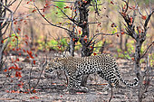 African leopard (Panthera pardus pardus) walking in the bush, Hwange, NP, Zimbabwe