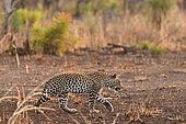 African leopard (Panthera pardus pardus) walking in the bush, Hwange, NP, Zimbabwe
