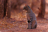 Southern African Wildcat (Felis silvestris cafra) at dawn, Hwange, NP, Zimbabwe