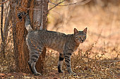 Southern African Wildcat (Felis silvestris cafra), Wild cat marking its territory in the savannah, Hwange, NP, Zimbabwe