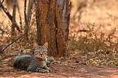 Southern African Wildcat (Felis silvestris cafra) lying, Hwange, NP, Zimbabwe