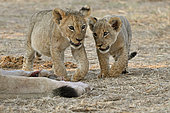 Lion (Panthera leo) 2 cubs feeding in the savannah, Hwange, NP, Zimbabwe