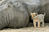 Lion (Panthera leo) cub next to an elephant carcass in the savanna, Hwange, NP, Zimbabwe