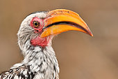 Eastern Yellow-billed Hornbill (Tockus flavirostris) portrait, Hwange, NP, Zimbabwe