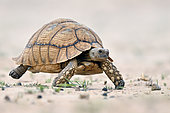 Leopard tortoise (Stigmochelys pardalis), tortoise crossing a large stretch of sand, Hwange, NP, Zimbabwe