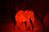 African bush elephant (Loxodonta africana), young at night, red light used to avoid scaring it, Hwange, NP, Zimbabwe