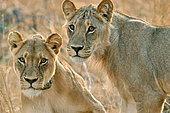Lion (Panthera leo), lionesses, mother and daughter, note the GPS collar on the mother's neck, Hwange NP, Zimbabwe