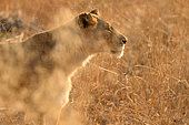 Lion (Panthera leo), lioness in the savanna, Hwange, NP, Zimbabwe