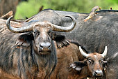 Cape buffalo (Syncerus caffer caffer) with calf, Hwange, NP, Zimbabwe