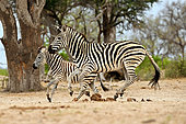 Plains zebra (Equus quagga), female and her foal running in the savannah, Hwange NP, Zimbabwe