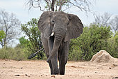 African bush elephant (Loxodonta africana) elephant heading towards the waterhole, Hwange, NP, Zimbabwe