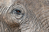 African bush elephant (Loxodonta africana), detail of an elephant eye, Hwange, NP, Zimbabwe
