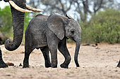 African bush elephant (Loxodonta africana), Baby elephant, Hwange, NP, Zimbabwe