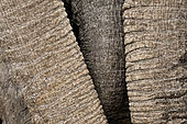 African bush elephant (Loxodonta africana), detail of an elephants trunks, Hwange, NP, Zimbabwe