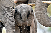 African bush elephant (Loxodonta africana), Baby elephant drinking, Hwange, NP, Zimbabwe