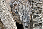 African bush elephant (Loxodonta africana), Baby elephant's head between adult trunks, Hwange, NP, Zimbabwe