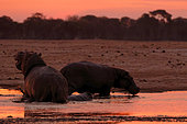 Hippos (Hippopotamus amphibius) emerging from the water at dusk, Hwange NP, Zimbabwe