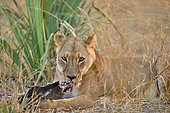 Lion (Panthera leo), lioness eating prey, Hwange, NP, Zimbabwe