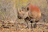 Black Rhino (Diceros bicornis) in bush, Stanley & Livingstone Game Reserve, Zimbabwe