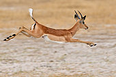 Impala (Aepyceros melampus) male jumping in the savanna, Hwange NP, Zimbabwe