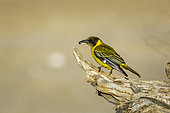 African Black headed Oriole standing on a log with insect prey in Kgalagadi transfrontier park, South Africa; Specie Oriolus larvatus family of Oriolidae